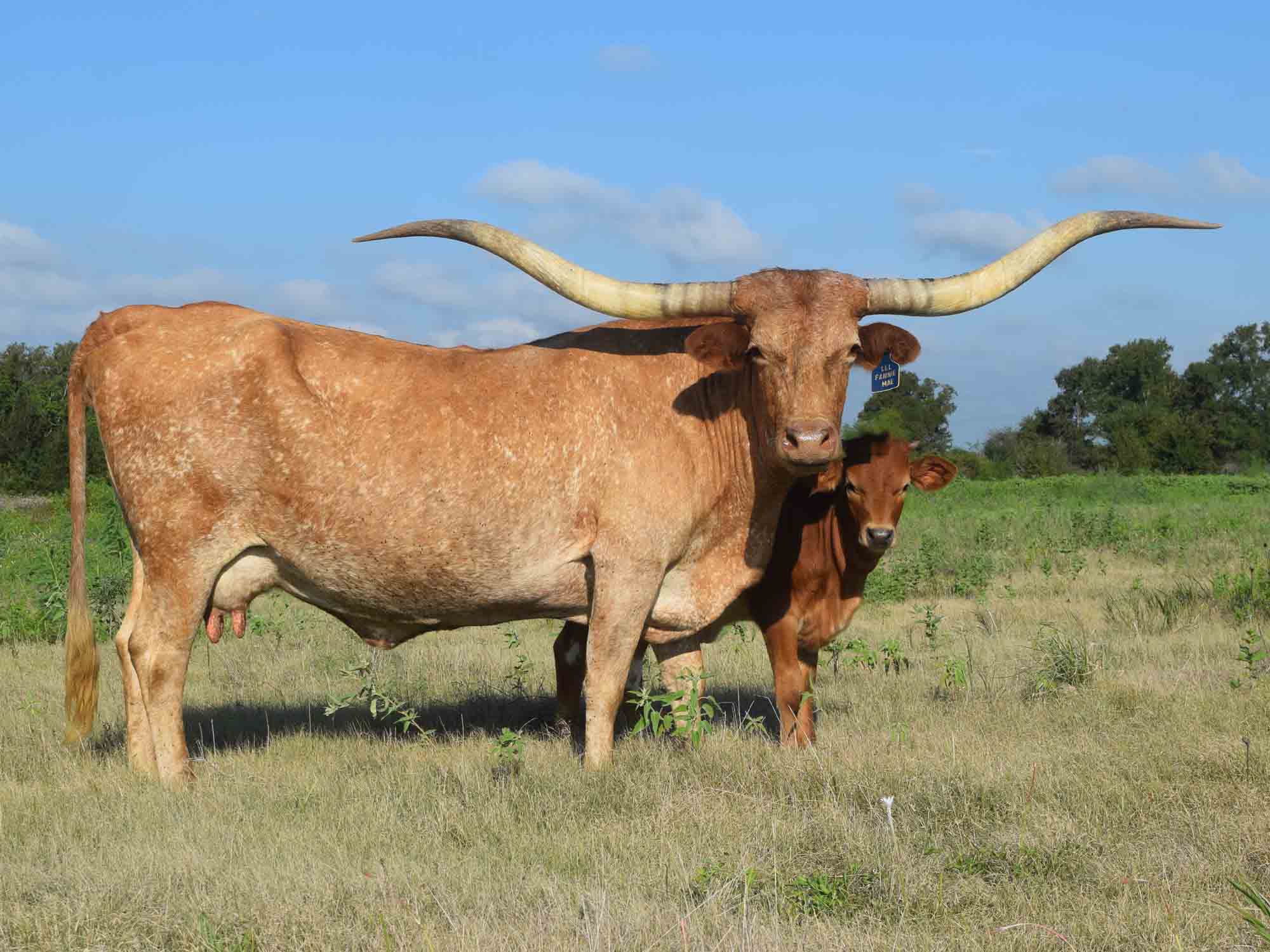 Texas Longhorns for sale at Rocking O Longhorns